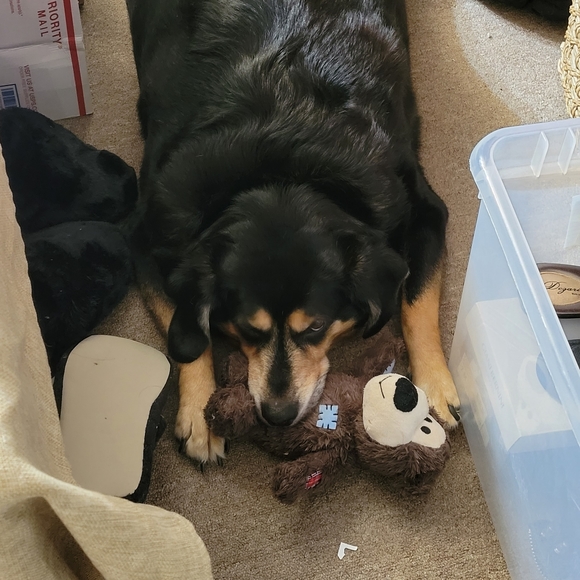 🐕💖😁My helper says "hello" to you guys.. - Picture 1 of 5